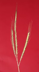 Dichanthium annulatum