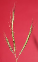 Dichanthium annulatum