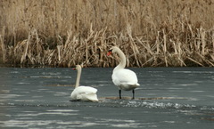 Cygnus olor