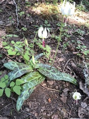 Erythronium oregonum, photograph (c) Conquest, some rights reserved (CC BY)