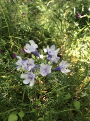 Triteleia grandiflora, photograph (c) Conquest, some rights reserved (CC BY)
