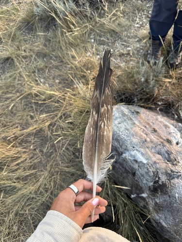 Plume de Aigle royal