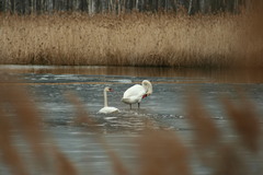 Cygnus olor