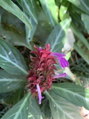 Justicia scheidweileri