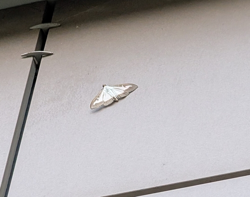 Box Tree Moth