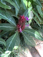 Justicia scheidweileri