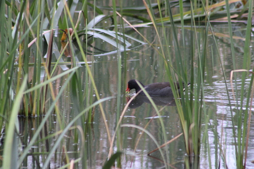 Dusky Moorhen