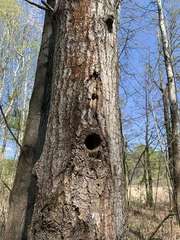 Dryocopus