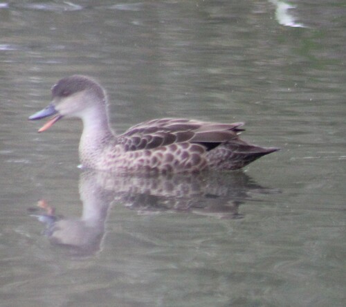 Grey Teal