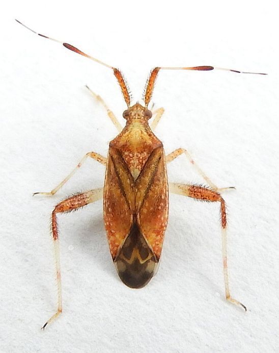 Neurocolpus tiliae