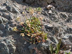 Eriogonum compositum, photograph (c) Dominic Gentilcore, some rights reserved (CC BY)
