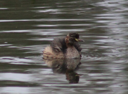 Australasian Grebe