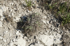 Ptilostemon echinocephalus