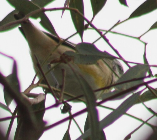 Striated Pardalote