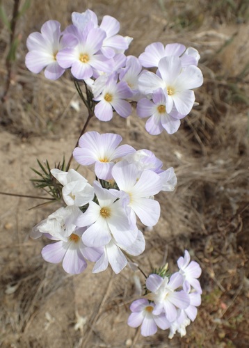 Leptosiphon grandiflorus, photograph 6