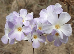 Leptosiphon grandiflorus, photograph (c) Cricket Raspet, some rights reserved (CC BY)