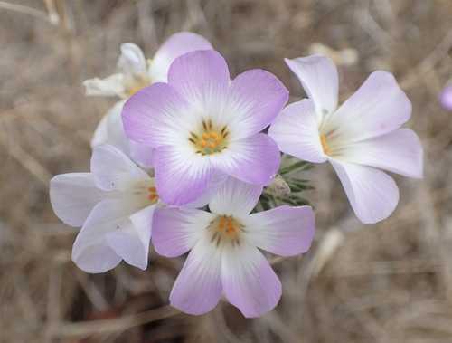 Leptosiphon grandiflorus, photograph 4
