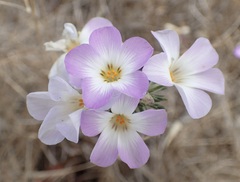 Leptosiphon grandiflorus, photograph (c) Cricket Raspet, some rights reserved (CC BY)