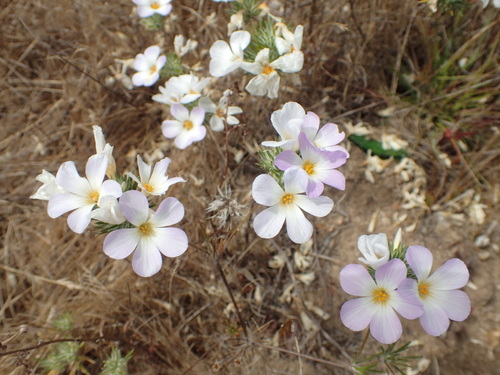 Leptosiphon grandiflorus, photograph 3