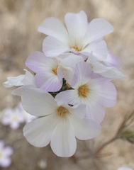 Leptosiphon grandiflorus, photograph (c) Cricket Raspet, some rights reserved (CC BY)