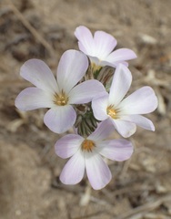 Leptosiphon grandiflorus, photograph (c) Cricket Raspet, some rights reserved (CC BY)