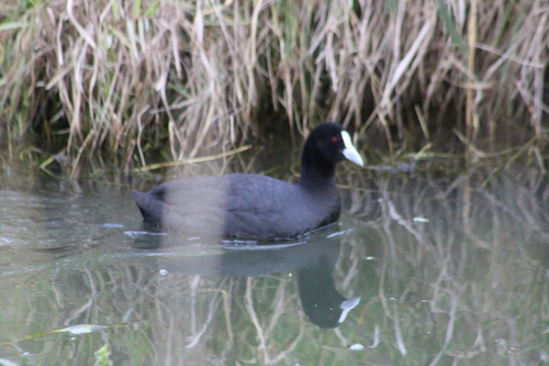 Eurasian Coot