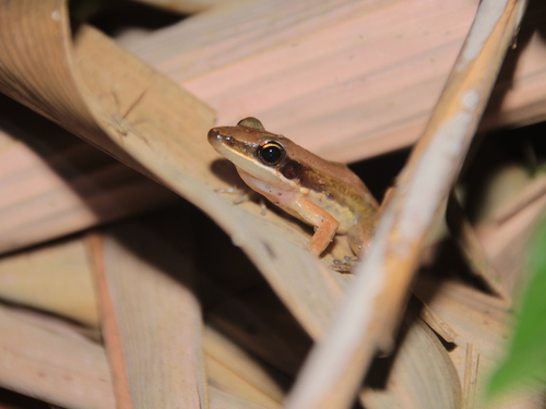 Bijurana nicobariensis observed 2026-07-23