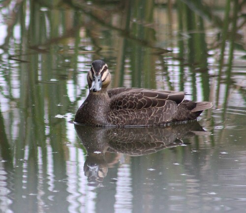 Pacific Black Duck