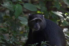 Cercopithecus mitis manyaraensis