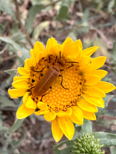 Rust-colored Beetle