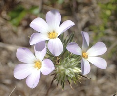 Leptosiphon grandiflorus