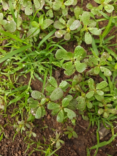 Common Purslane