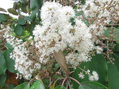 Miconia argentea