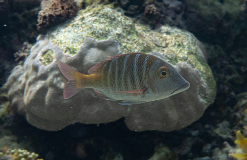 Sky emperor (Lethrinus mahsena) — Lethrinidae — 5