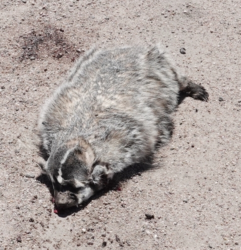 American Badger