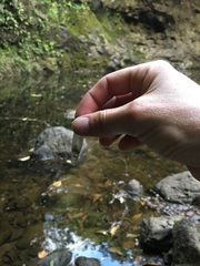 Gastrotricha