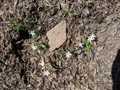 Claytonia lanceolata