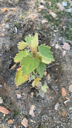 Thomasia macrocarpa, photograph 2
