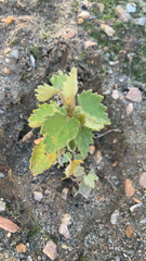 Millie Brady, CC BY, iNaturalist via GBIF Thomasia macrocarpa, photograph Millie Brady, CC BY, iNaturalist via GBIF