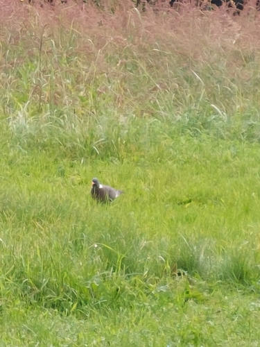 Common Wood-Pigeon