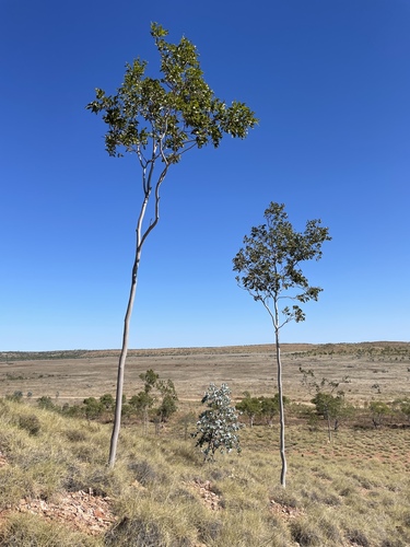 Wrinkle-leaf Ghost Gum