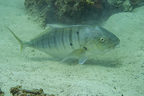 Golden Trevally