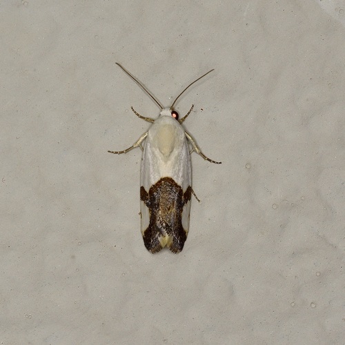 Ponometia cuta