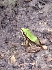 Lithobates palmipes