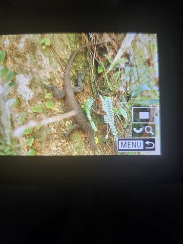 Varanus jobiensis observed 2026-07-24