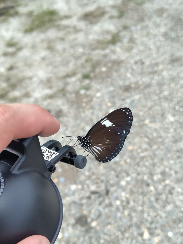 Euploea radamanthus