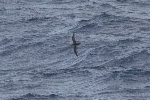 Bulweria bulwerii observed 2026-07-14