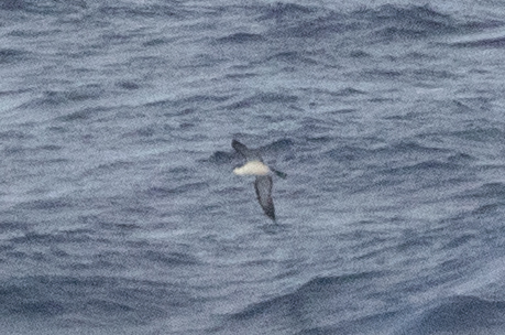 Puffinus newelli observed 2026-07-14