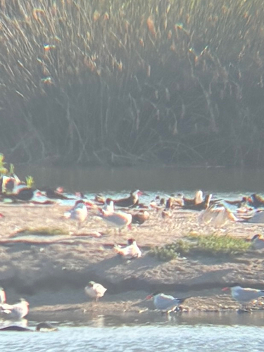 iNaturalist observation photo of Black Skimmer