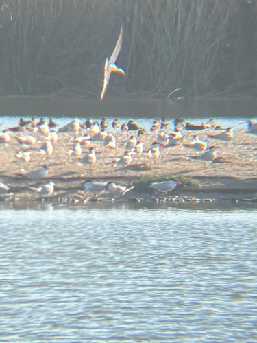 iNaturalist observation photo of Caspian Tern
